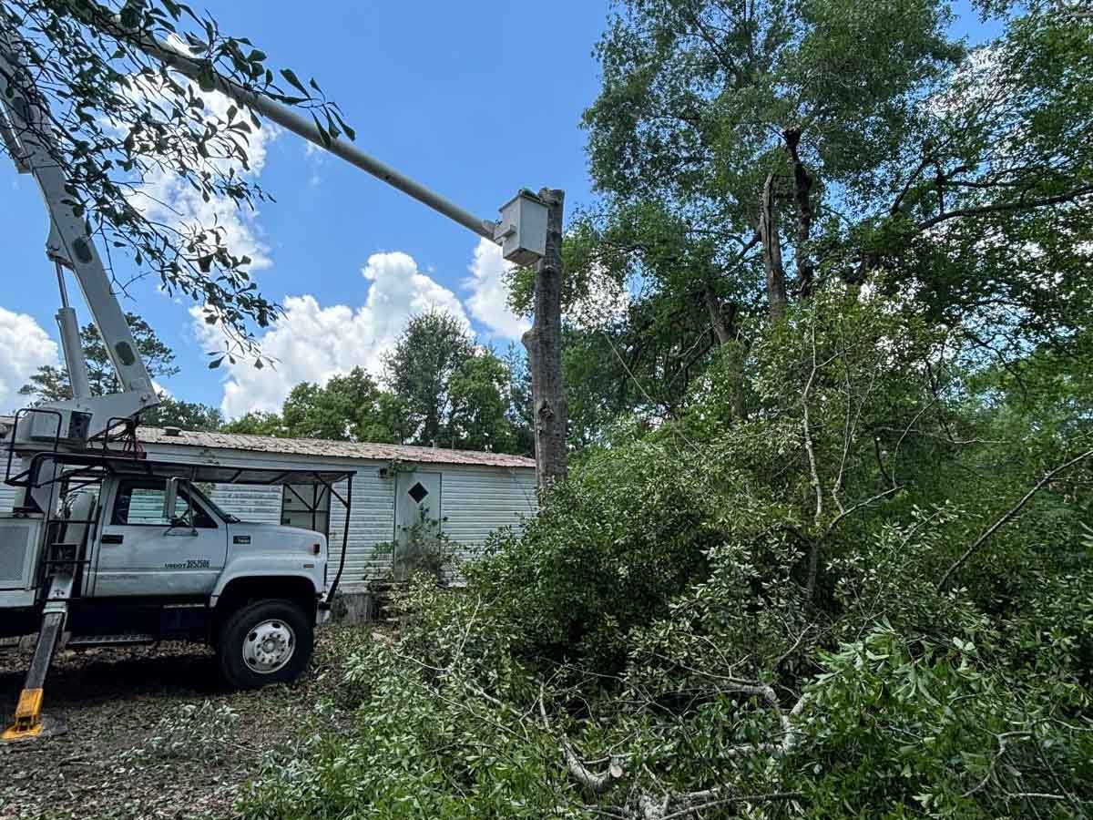 El Costeño Tree Service LLC